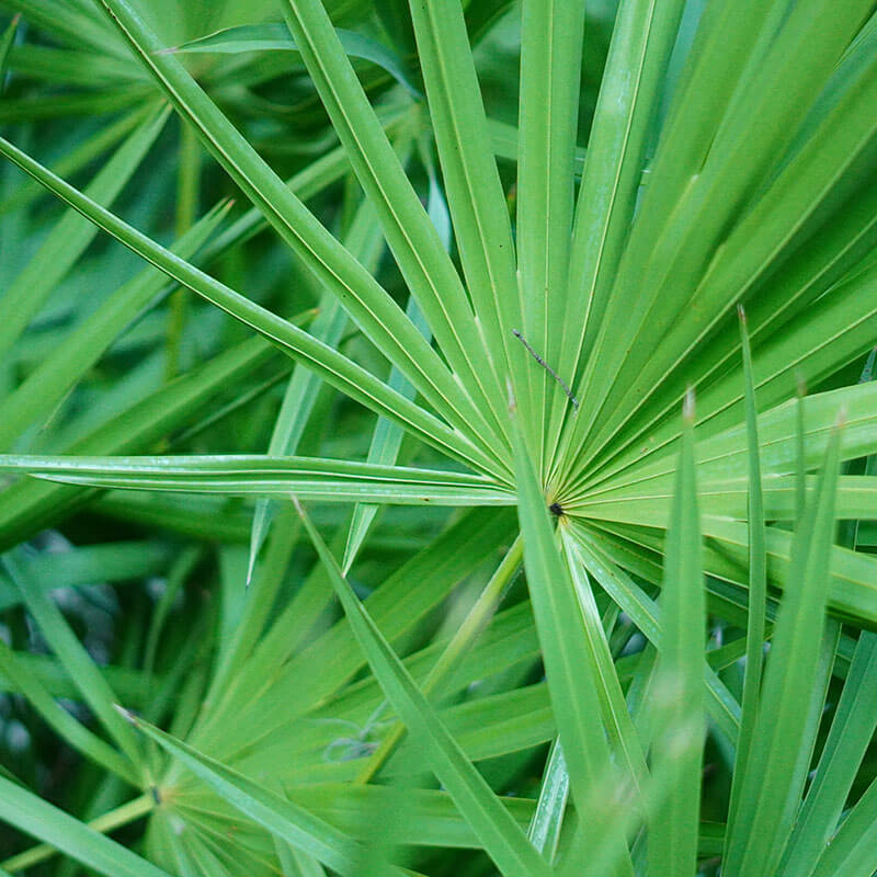palmetto extract  - natural hair care ingredients